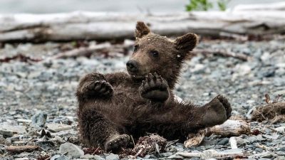 Tierschützer retten drei Bärenjunge in Bulgarien