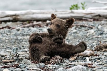 Tierschützer retten drei Bärenjunge in Bulgarien