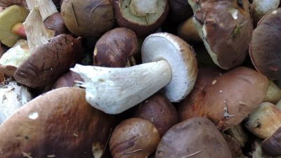 Giftpilze und Pilzvergiftungen: Was Sie beim Pilze sammeln beachten müssen