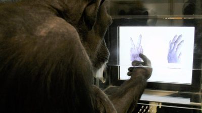 Schimpansen können „Schere, Stein, Papier“ spielen