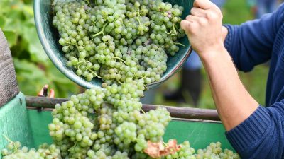 Pfalz: Weinlese beginnt schon in der nächsten Woche