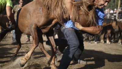 Mann nach Serie von Pferde-Tötungen in Frankreich festgenommen