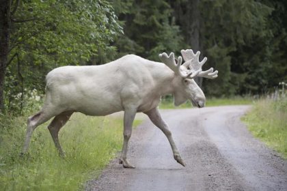 Seltener weißer Elch wird Internet-Hit in Schweden + Video