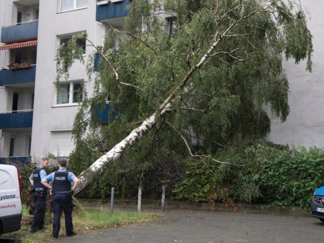Ein Baum ist in Frankfurt von Sturmböen entwurzelt worden. Foto: Boris Roessler/dpa