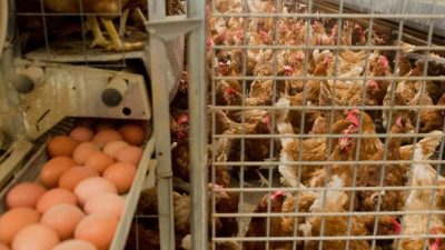 Skandal um Gift-Eier weitet sich aus – 35 Millionen Fipronil-Eier in Deutschland