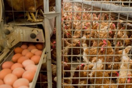 Foodwatch: 60 Prozent der Bio-Legehennenbetriebe in den Niederlanden verwenden nicht zugelassene Pestizid
