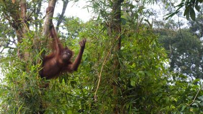 Lebensraum für Orang-Utans schwindet