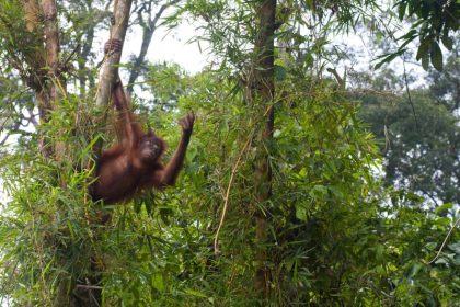 Lebensraum für Orang-Utans schwindet