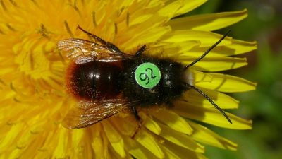 Bienen mit Rückennummern liefern erste Forschungsergebnisse