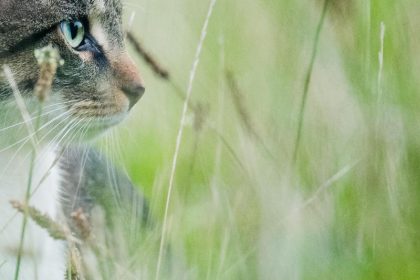 Krake auf vier Pfoten – Stark verfilztes Fell machte diese Katze zum Stuben-Oktopus