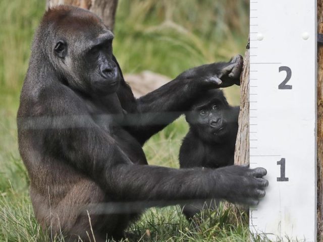 Das Gorillababy Alika und seine Mutter Mjukuu untersuchen das große Messlineal. Foto: Frank Augstein/dpa