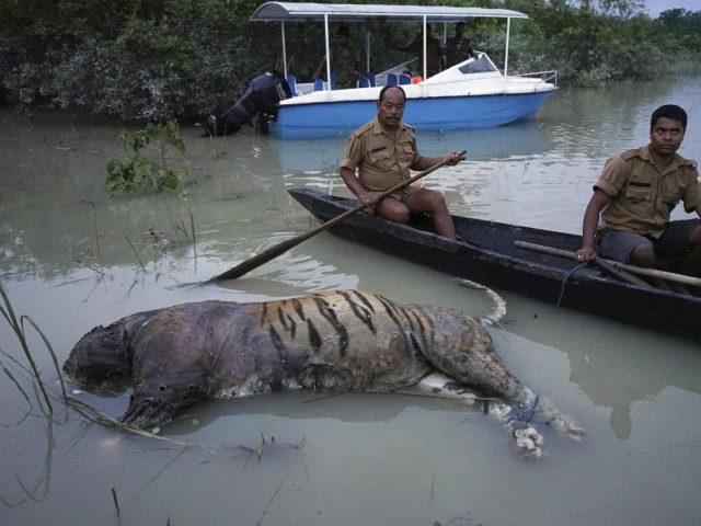 Ein toter Tiger im überschwemmten Kaziranga National Park in Assam. Über 80 Prozent des 480 Quadratkilometer großen Parks wurden überschwemmt. Foto: Uttam Saikia/dpa