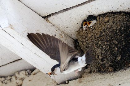 Nabu: Leere Schwalbennester im Herbst nicht entfernen – sonst droht Geldbuße