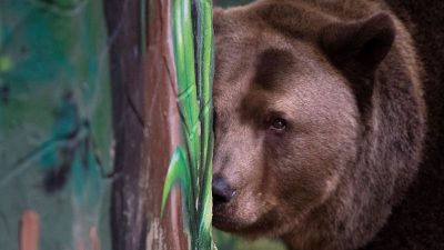 EU bewilligt Millionensumme: Braunbären auf Wanderschaft in Europa