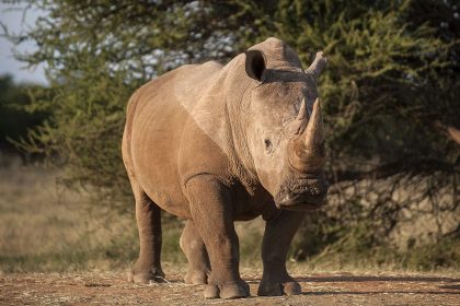 20 Jahre Haft für Nashorn-Wilderer in Südafrika