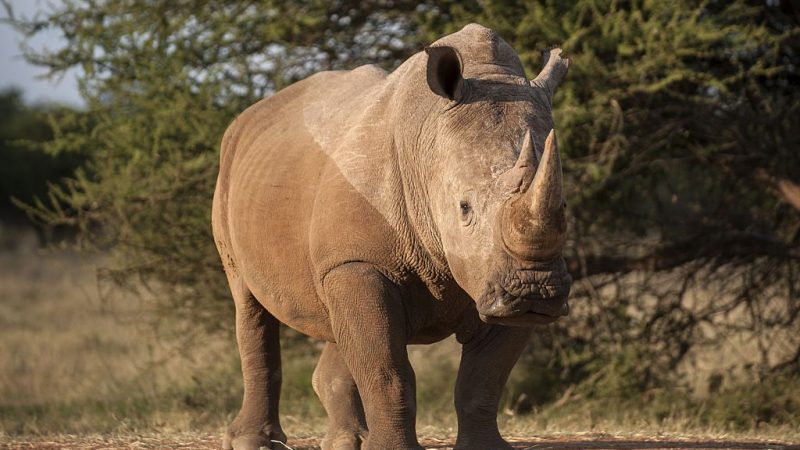 20 Jahre Haft für Nashorn-Wilderer in Südafrika