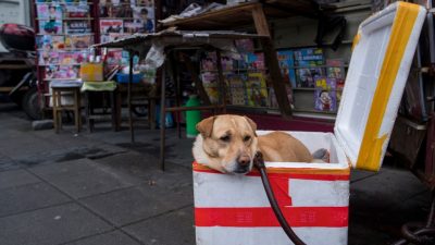 Chinesischem „Veterinär“ droht wegen illegaler Stimmband-OPs an Hunden Strafe