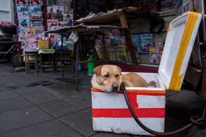 Chinesischem „Veterinär“ droht wegen illegaler Stimmband-OPs an Hunden Strafe