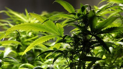 Kanada legalisiert Cannabis – Gesundheitsbehörden warnen
