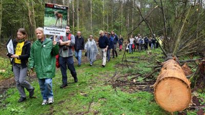 Verfahren um Abholzungen im Bialowieza-Urwald – Warschau: EuGH will „Polen demütigen“