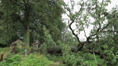 Wetterdienst warnt vor orkanartigen Böen im Norden – Bäume könnten entwurzelt werden