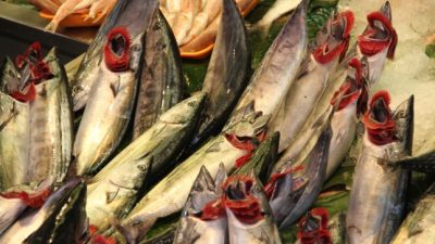 Greenpeace warnt vor Gentechnik im Fisch