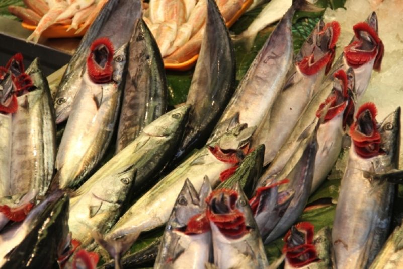 Greenpeace warnt vor Gentechnik im Fisch