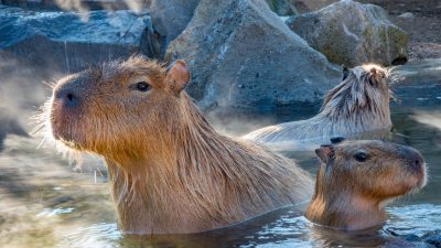 Meerschweinchen in der Badewanne? – Japanische Capybaras gehen lieber in öffentliche heiße Quellen