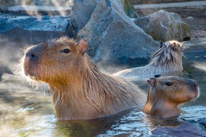 Meerschweinchen in der Badewanne? – Japanische Capybaras gehen lieber in öffentliche heiße Quellen
