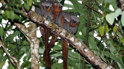 Fast 400 neue Arten im Amazonas-Gebiet entdeckt