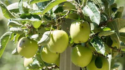 Apfelernte am Bodensee gestartet – Ausfallquoten bis zu 90 Prozent befürchtet