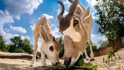 Erfolg bei Nachzucht: Addax-Antilopen in Hannover geboren