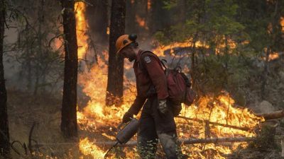 Zunehmende Waldbrände: 2016 Rekordzerstörungen bei weltweiten Waldflächen