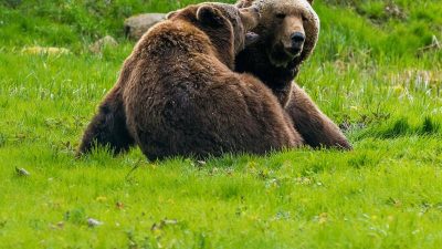 Weniger Nachwuchs bei höheren Temperaturen – In Europa gibt es nur noch ca. 17.000 Braunbären