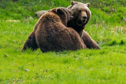 Braunbären ansiedeln: Bärin trotz Protesten in Pyrenäen ausgesetzt