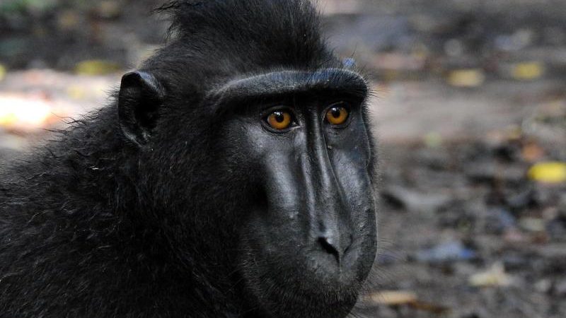 Bizarrer Streit um Affen-Selfie beigelegt