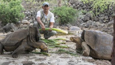Ausgestorben geglaubte Galapagos-Schildkröte wird vermehrt