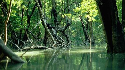 Mangrovenwälder schrumpfen dramatisch