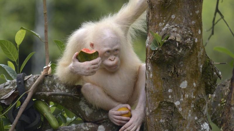 Albino-Orang-Utan bekommt eigene künstliche Insel