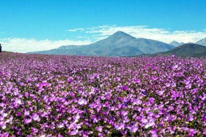 Wochenrückblick (Teil 3): Die Atacama-Wüste blüht