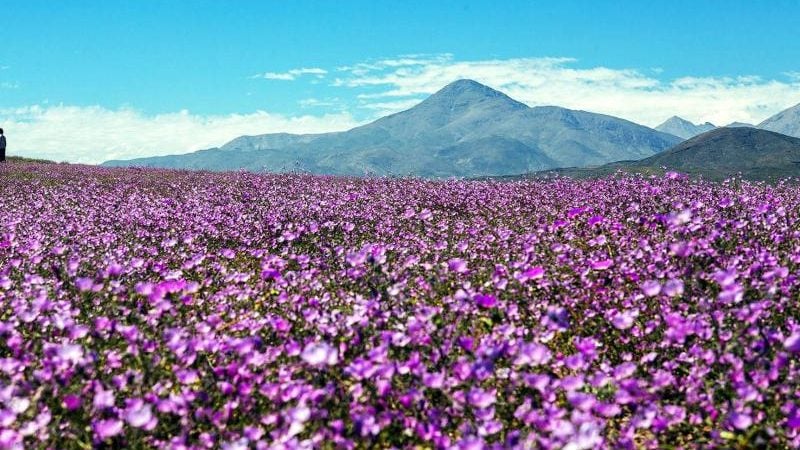 Wochenrückblick (Teil 3): Die Atacama-Wüste blüht