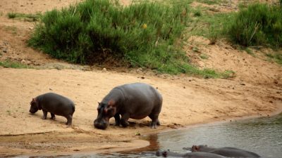 Mehr als hundert Nilpferde in Namibia verendet