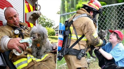 Heldenhafte Feuerwehrleute riskieren ihr Leben um nicht nur uns, sondern auch unsere Haustiere zu retten – 15 Top-Fotos !