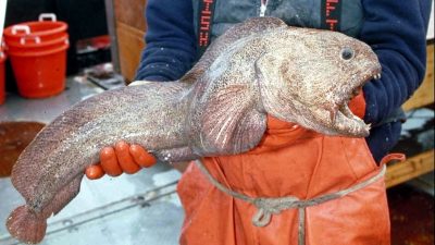 Hokkaido Fischer fangen „Monsterfisch“ in der Nähe von Fukushima