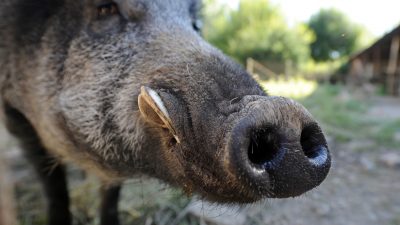 Schleswig-Holstein: Vier Menschen durch wildgewordene Wildschweine verletzt