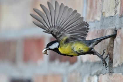 Nistkästen im Garten nach der Brutsaison reinigen – Im Winter ziehen Meise, Kleiber oder Siebenschläfer ein