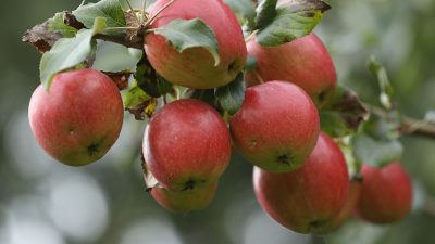 Ernteausfälle in Deutschland: Preisanstieg bei Apfelsaft erwartet