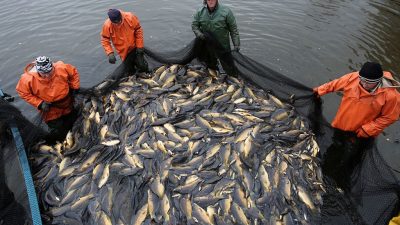 „Schmerzlich für die deutschen Ostseefischer“: EU-Staaten einigen sich auf neue Fischfangquoten für die Ostsee
