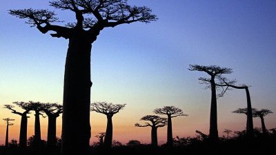 Madagaskars Regierung verkündet Notfallplan gegen die Pest