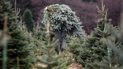Start in die Weihnachtsbaumsaison: 40 Millionen Haushalte wollen einen Naturbaum